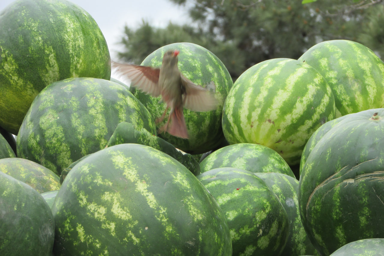 سهم هندوانه ی گنجشک کوچک 